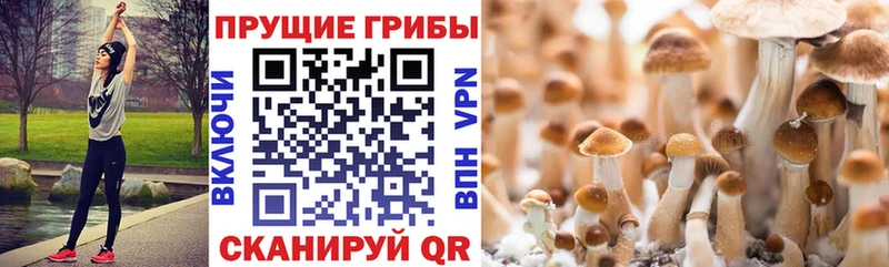 Галлюциногенные грибы Magic Shrooms Кедровый